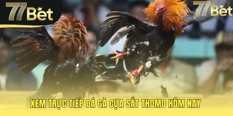 Trải nghiệm xem đá gà cựa sắt chân thực với công nghệ streaming P2P